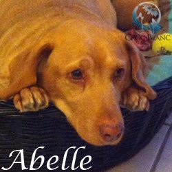 Abelle2