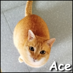 Ace