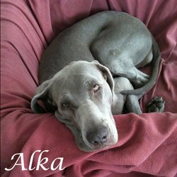 Alka