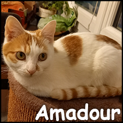 Amadour