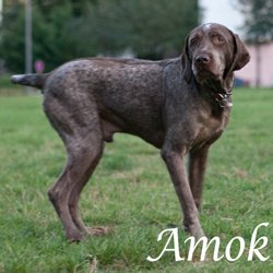 Amok