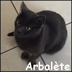 Arbalete