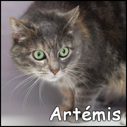 Artémis