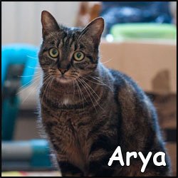 Arya