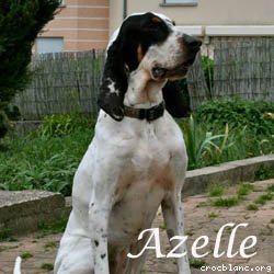 Azelle