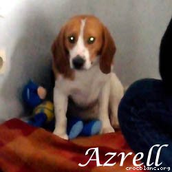 azrell