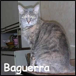 Baguerra