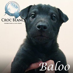 Baloo Sharpei