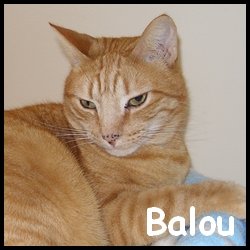 Balou