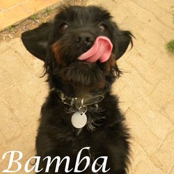 Bamba