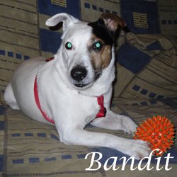 Bandit