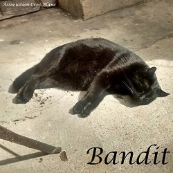 Bandit