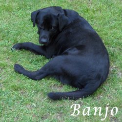 Banjo 2