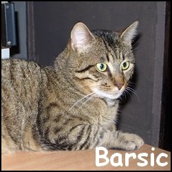 Barsic