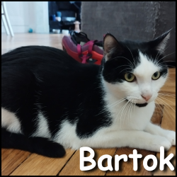 Bartok