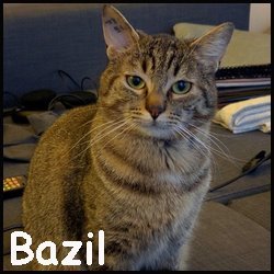 Bazil