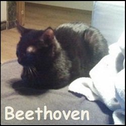 Beethoven