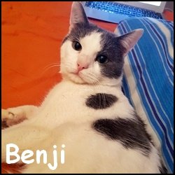 Benji