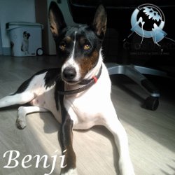 Benji basenji