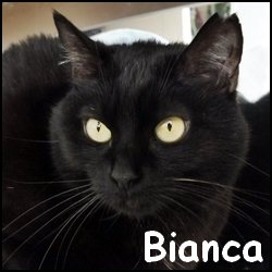 Bianca