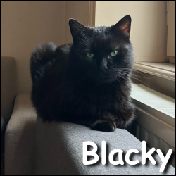 Blacky