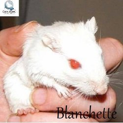 blanchette