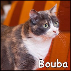 Bouba