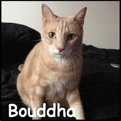 Bouddha