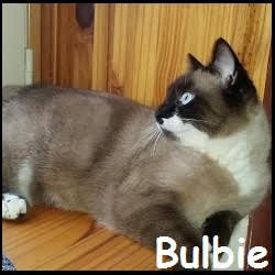 Bulbie