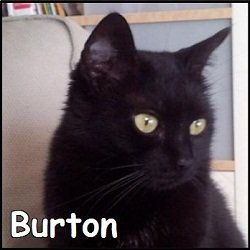 Burton