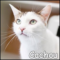 Cachou