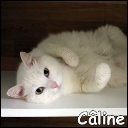 Caline