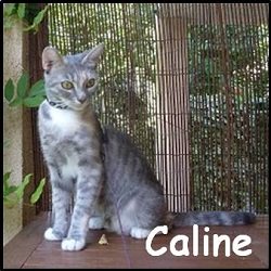 Caline