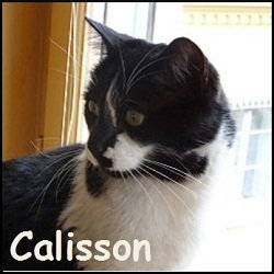 Calisson