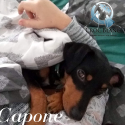 Capone