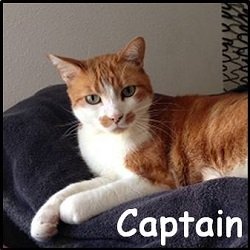 Captain