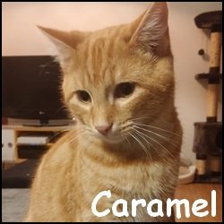 Caramel