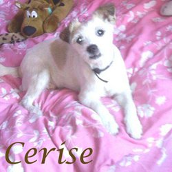 Cerise - Nord