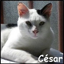 César