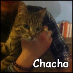 Chacha