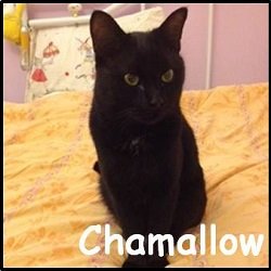 Chamallow