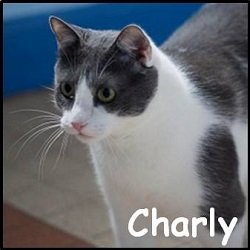 Charly