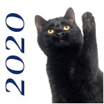 Chats sauvés 2020