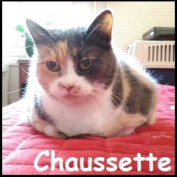 Chaussette