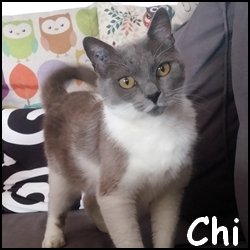 Chi