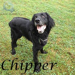 Chipper