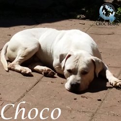 Choco