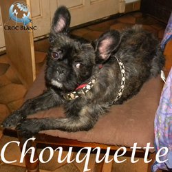 Chouquette