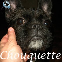 Chouquette