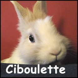 Ciboulette